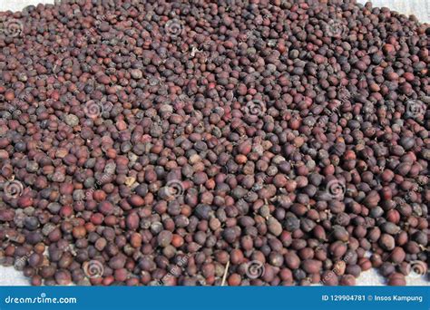 Coffee Beans - Sun Drying stock image. Image of indigenous - 129904781