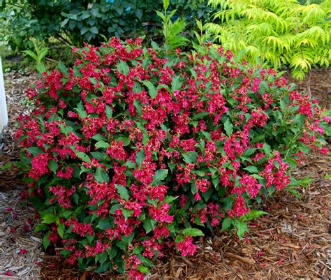 Red Prince Weigela - Knecht's Nurseries & Landscaping | Weigela red ...