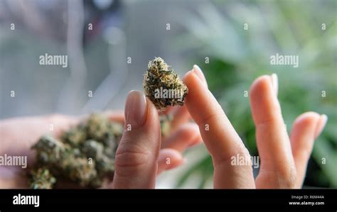 Fresh flowering cannabis buds. Female plant of marijuana Stock Photo ...