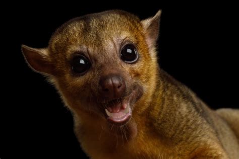 What Is a Kinkajou and Why Is It in My House?