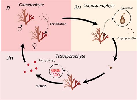 Summary of Gracilaria life cycle. | Download Scientific Diagram