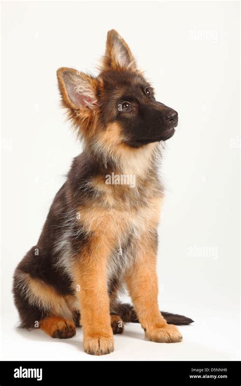 Old German Shepherd Dog, puppy, 4 months / Alsatian Stock Photo - Alamy