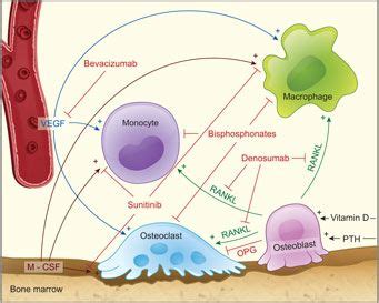 bisphosphonates mechanism of action - Google Search Health Issues, Health Problems, Health Care ...