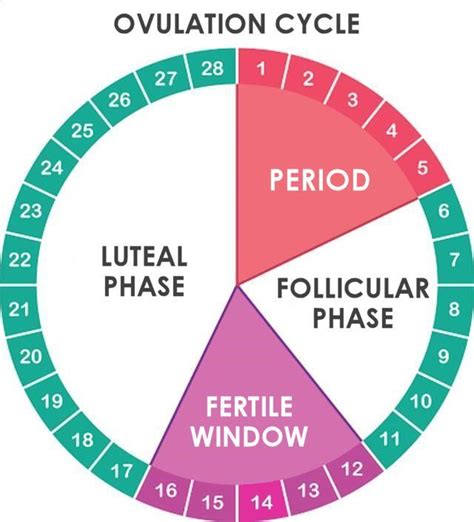 dzimtā Izsludinātais spēt when is my ovulation day calculator Iztvaicē ...