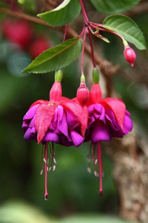 Fuchsia, Lady's Eardrops | Flowers name list, Flower names, All flowers name