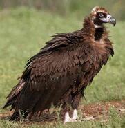 Cinereous Vulture | Zoo tycoon movie Wikia | Fandom