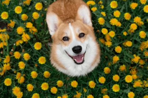 The Temperament and Personality of Corgis - Corgi Central