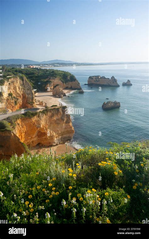 Praia Dona Ana beach with spectacular rock formations with spring flowers in foreground at dawn ...