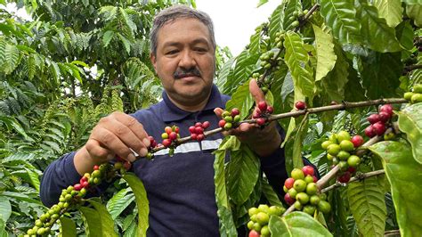 Arabica Coffee Bean Plant 4 Pot Grow Brew Your Own Coffee Beans | ubicaciondepersonas.cdmx.gob.mx