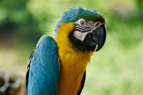 21 Wild Animals in The Dominican Republic [Wildlife in The Dominican Republic]