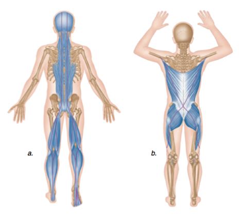 The 16 Best Posterior Chain Exercises