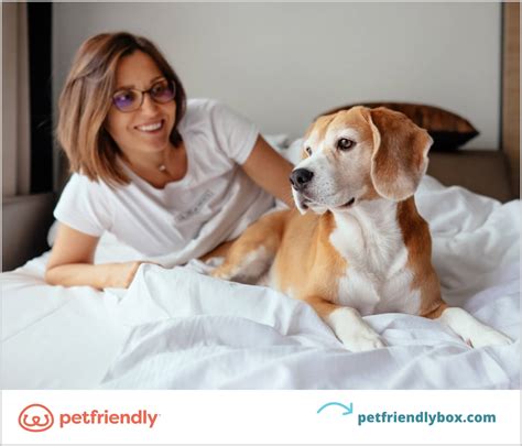 Ultimate Holiday Pet Guide: 75 Pet-Friendly Holiday Ideas