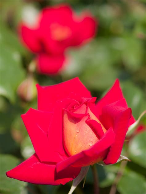 Free Images : sunshine, flower, petal, natural, pink, japan, flora, floribunda, macro ...