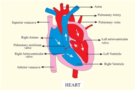 Which one of the following is blood pumping organ in the human body:a) Brainb) Musclec) Heartd ...