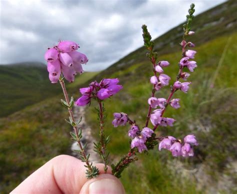 A guide to Scottish heathers | Walkhighlands