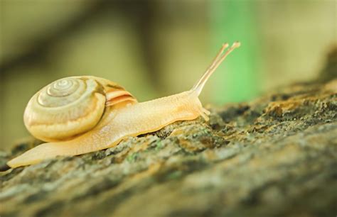 Premium Photo | Snail on a stump in macro