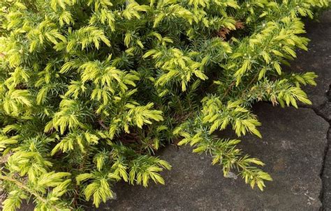 Golden & Yellow Conifers for Your Garden | Gardeners Tips