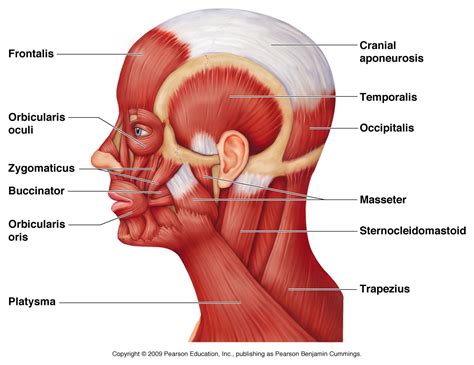 Muscle Anatomy