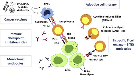 Advances and new frontiers for immunotherapy in colorectal cancer: Setting the stage for ...