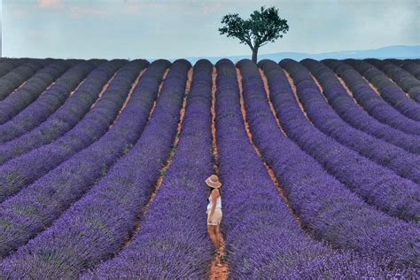 Lavender for Anxiety, Social Anxiety and Depression - A World of Scents and Blends