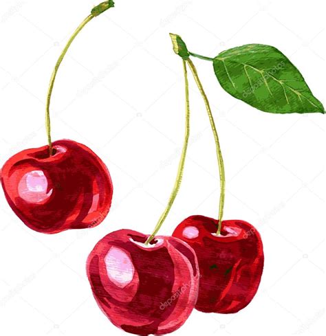 Watercolor drawing cherry — Stock Vector © cat_arch_angel #60633771