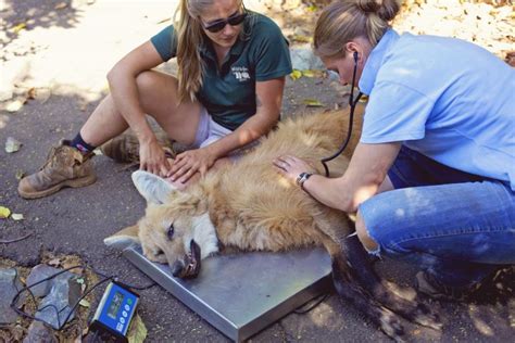 Helping endangered animals at Wildlife HQ - Greencross Vets