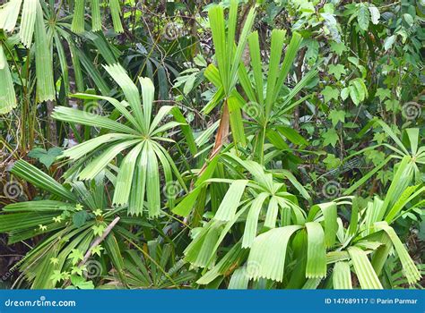 Mangrove Fan Palm or Good Luck Palm - Licuala Spinoa from Arecaceae ...