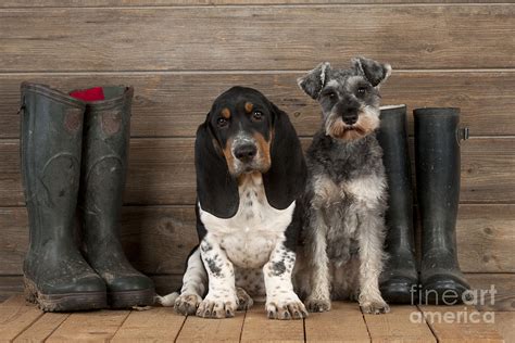 Basset Hound And Schnauzer Photograph by John Daniels - Fine Art America