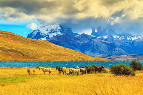 Patagonia countryside and our horses for the day! Patagonia Travel, Patagonia Chile, Cordillère ...