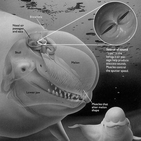 Archive One: Whale Anatomy