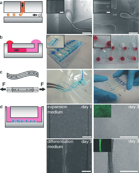 Examples of relatively simple microfluidic devices fabricated by direct ...