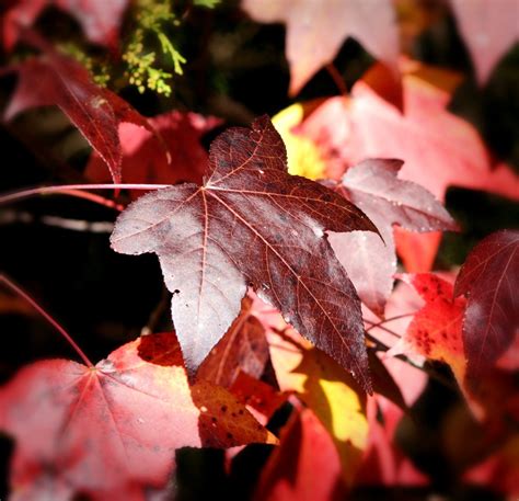 Free Images : branch, fall, flower, petal, red, color, autumn, hanging, season, maple tree, twig ...