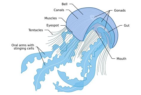 jellyfish anatomy - Google Search | Biologie marine, Zoologie, Animaux ...