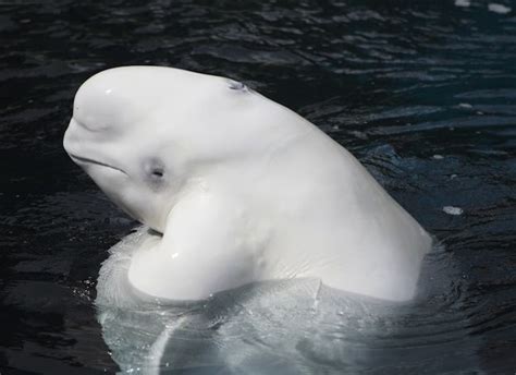 Beluga Whale - Whale Facts and Information