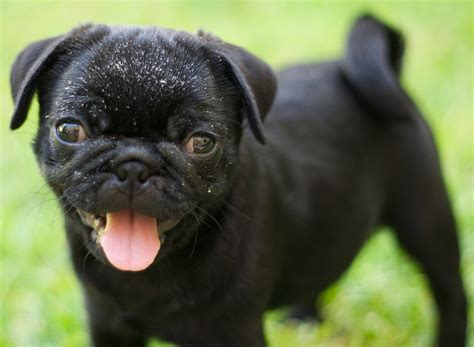 Baby Rose 1 | Black female pug - goes by the name 'Rose'. Ul… | Flickr