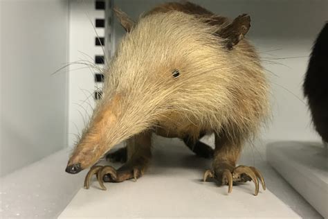 New England Zoo: Cuban Solenodon Conservation - zoosmedia