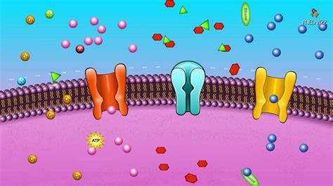 Cell membrane permeability - Animated membrane physiology - YouTube