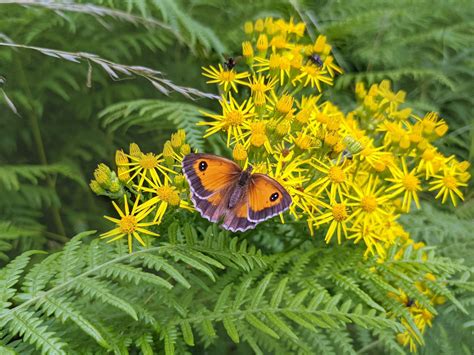 Gatekeeper Butterfly (Pyronia Tithonus) - Habitat & Other Facts