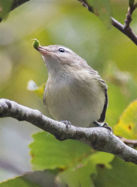 Red-eyed Vireo (Vireo olivaceus) | 20140928-_EJB7162 - Lidde… | Flickr