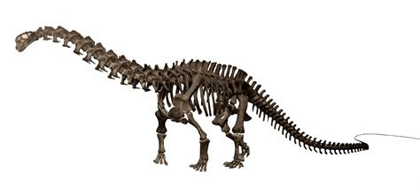 Apatosaurus skeleton model, American Museum of Natural History, New ...