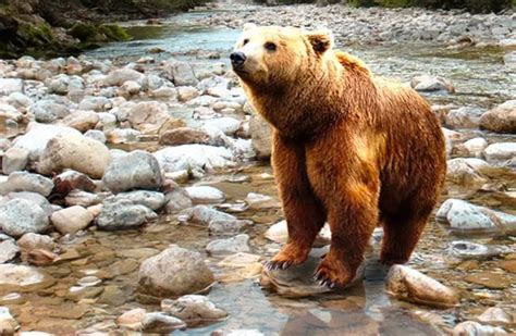 Brown Bear - Description, Habitat, Image, Diet, and Interesting Facts