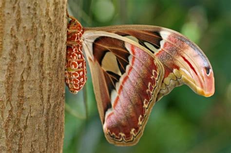 5 Awesome Facts About the Atlas Moth | Mental Floss