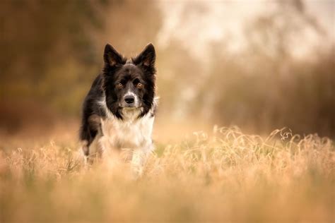 How To: Shoot a stunning dog portrait outdoors | That Photography Spot