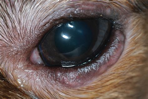 Diagnosis & Treatment of Keratoconjunctivitis Sicca in Dogs (2023)