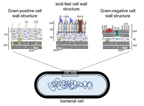 Acid Fast Bacteria Online Shops | gbu-presnenskij.ru