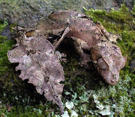 The satanic leaf-tailed gecko's camouflage, can adapt to the color of lichens and bark. It feeds ...