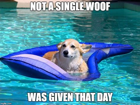 Image result for pool meme | Corgi, Big animals, Funny dog memes