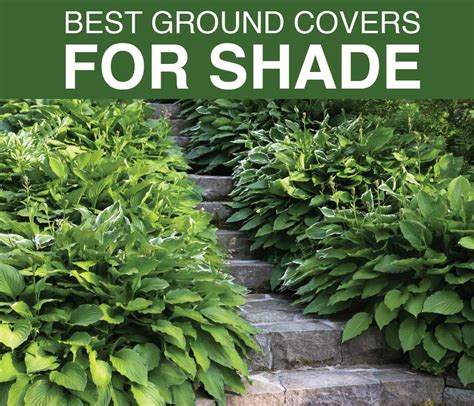 Best Ground Covers for Shady Gardens - Longfield Gardens