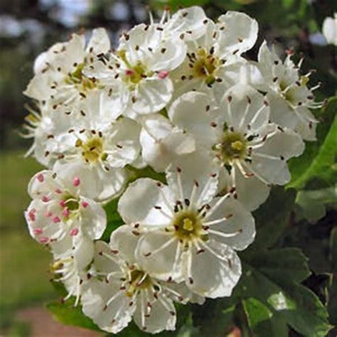 Washington Hawthorn - Crataegus phaenopyrum - U City In Bloom