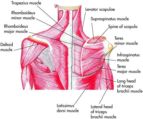 Shoulder Muscles Diagram Muscle Anatomy Shoulder Anatomy Body Anatomy ...